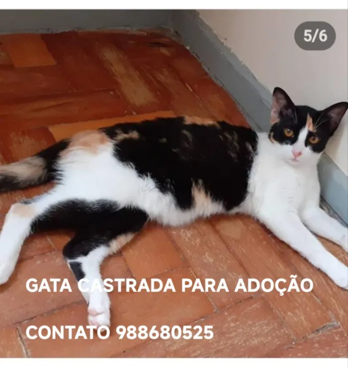 Gato raça SRD-ViraLata idade 2 anos nome LILA