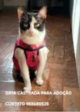 LILA