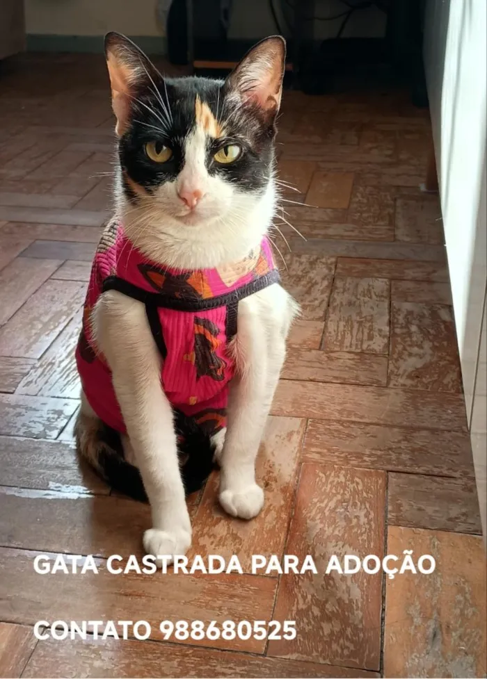 Gato raça SRD-ViraLata idade 2 anos nome LILA
