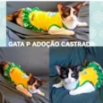 LILA
