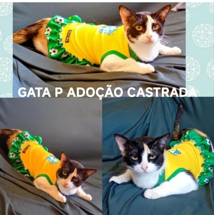 Gato raça SRD-ViraLata idade 2 anos nome LILA