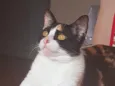 LILA