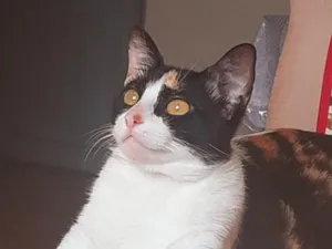 Gato raça SRD-ViraLata idade 2 anos nome LILA