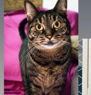 Gato raça SRD-ViraLata idade 5 anos nome Milan e Tokyo
