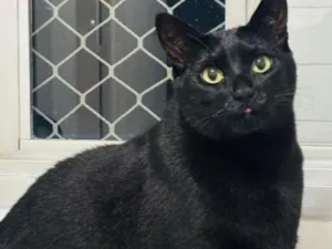 Gato raça SRD-ViraLata idade 5 anos nome Milan e Tokyo