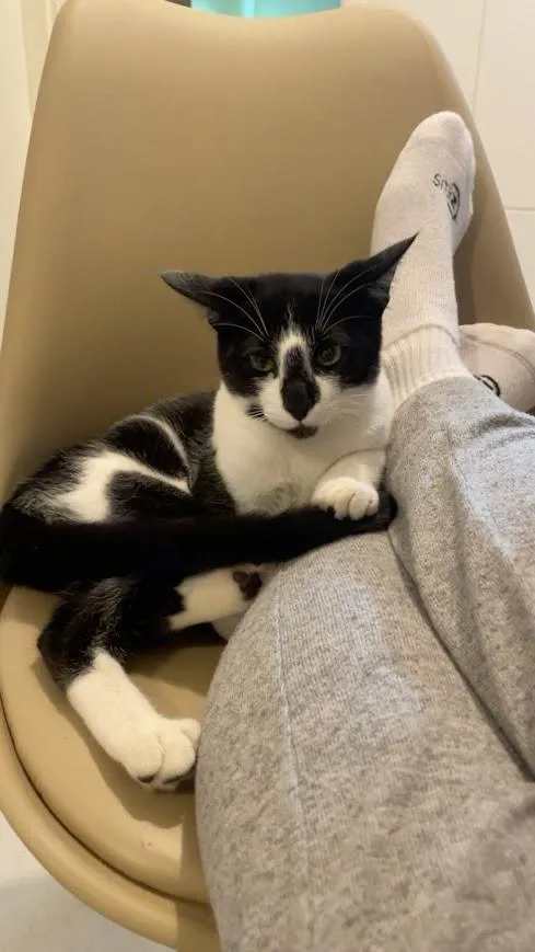Gato raça SRD-ViraLata idade 2 a 6 meses nome Frajola