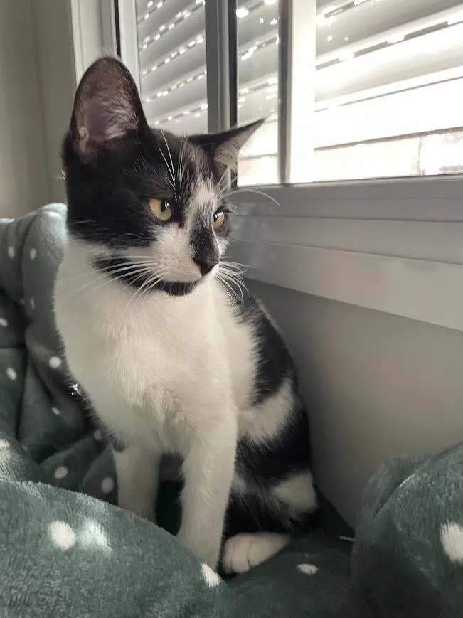 Gato raça SRD-ViraLata idade 2 a 6 meses nome Frajola