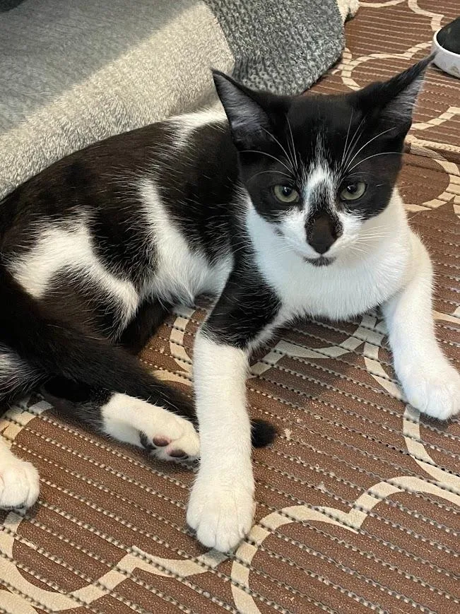 Gato raça SRD-ViraLata idade 2 a 6 meses nome Frajola