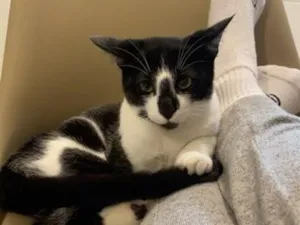 Gato raça SRD-ViraLata idade 2 a 6 meses nome Frajola