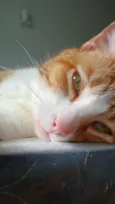 Camilo