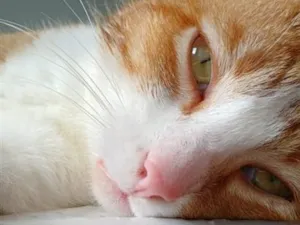 Gato raça SRD-ViraLata idade 2 anos nome Camilo
