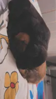 Apollo e Gohan 