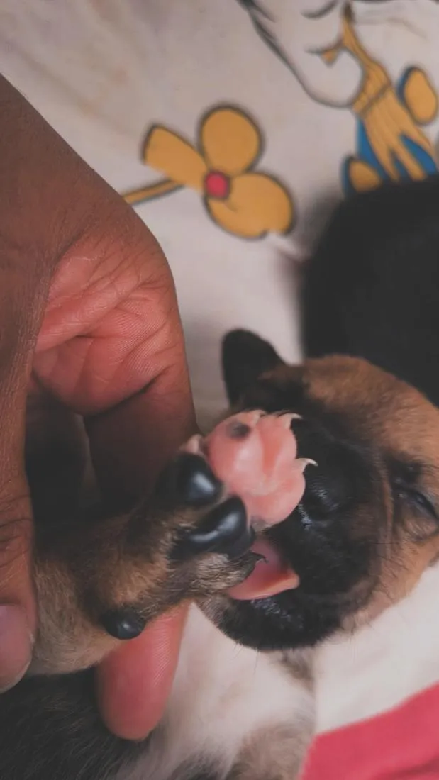 Cachorro raça SRD-ViraLata idade Abaixo de 2 meses nome Apollo e Gohan 