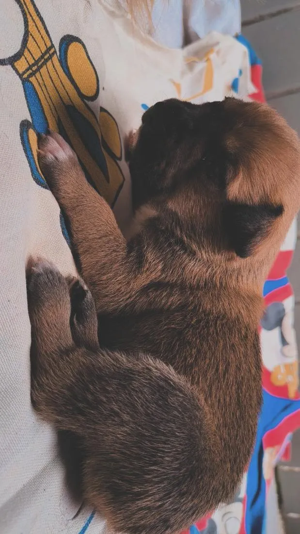 Cachorro raça SRD-ViraLata idade Abaixo de 2 meses nome Apollo e Gohan 