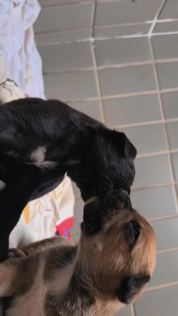 Cachorro raça SRD-ViraLata idade Abaixo de 2 meses nome Apollo e Gohan 