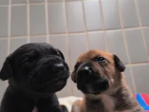 Cachorro raça SRD-ViraLata idade Abaixo de 2 meses nome Apollo e Gohan 