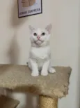 ISABEL