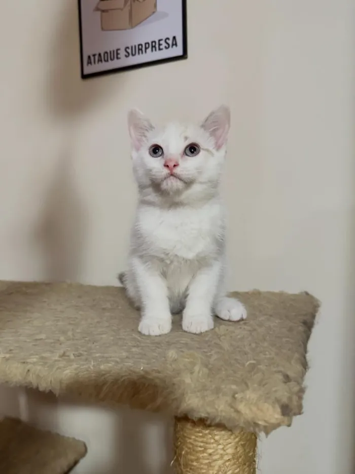 Gato raça SRD-ViraLata idade 2 a 6 meses nome ISABEL