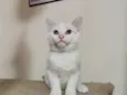 ISABEL