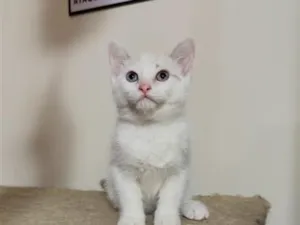 Gato raça SRD-ViraLata idade 2 a 6 meses nome ISABEL