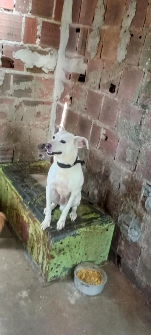 Cachorro raça SRD-ViraLata idade 4 anos nome branquinho e black