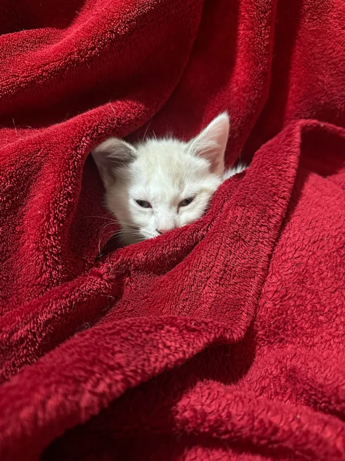 Gato raça SRD-ViraLata idade 2 a 6 meses nome ISABEL