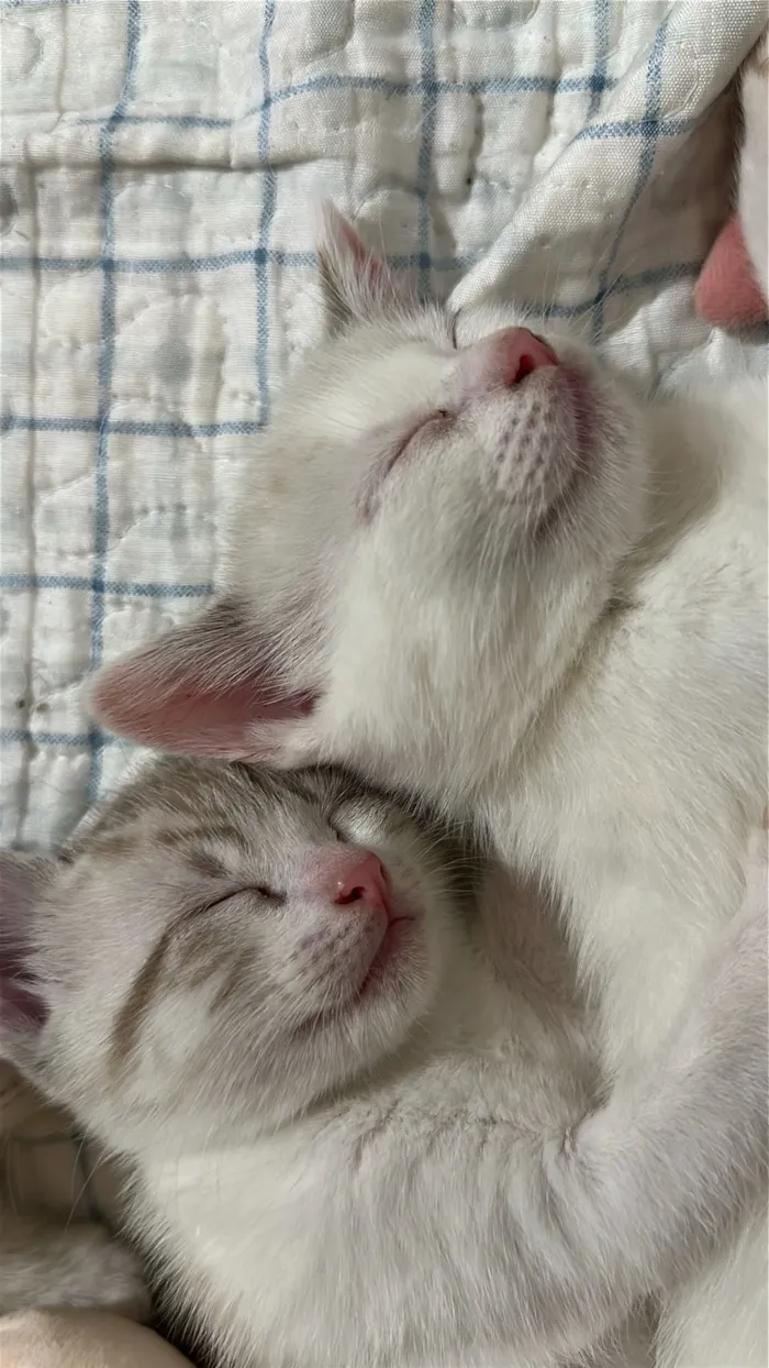 Gato raça SRD-ViraLata idade 2 a 6 meses nome ISABEL