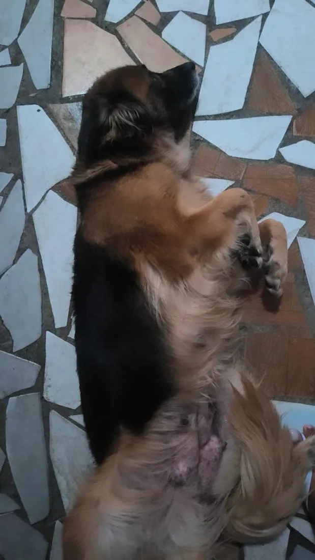 Cachorro raça SRD-ViraLata idade 6 ou mais anos nome Lumma e Hakira