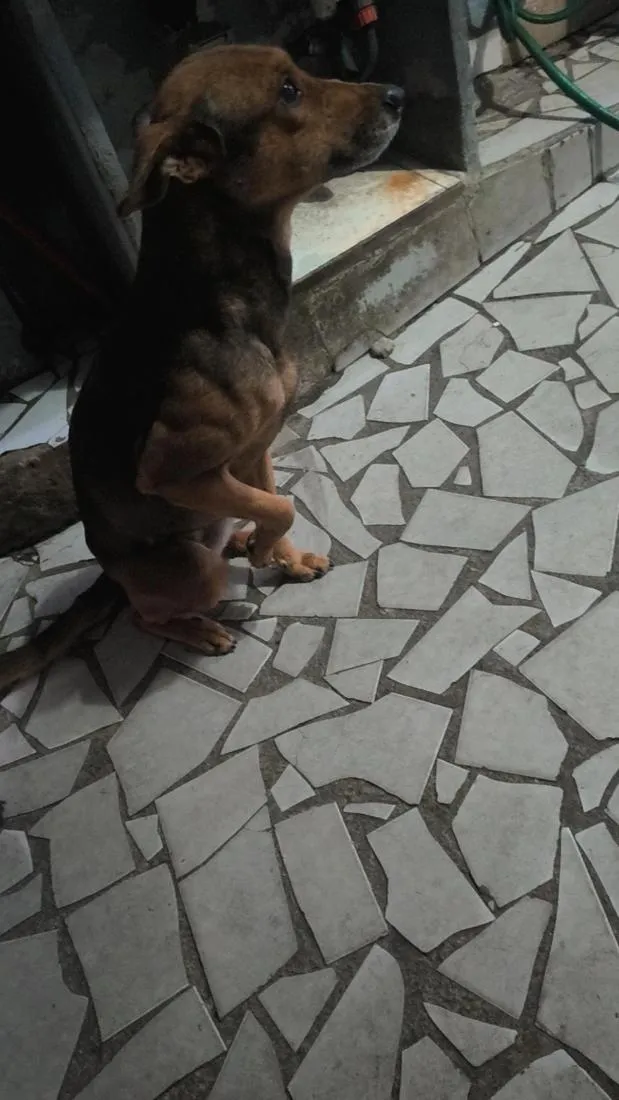 Cachorro raça SRD-ViraLata idade 6 ou mais anos nome Lumma e Hakira