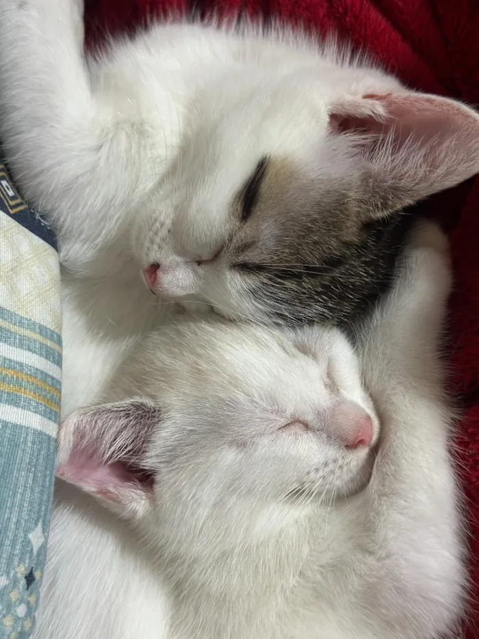 Gato raça SRD-ViraLata idade 2 a 6 meses nome João