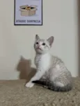 João