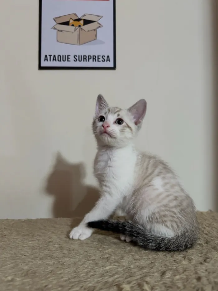 Gato raça SRD-ViraLata idade 2 a 6 meses nome João