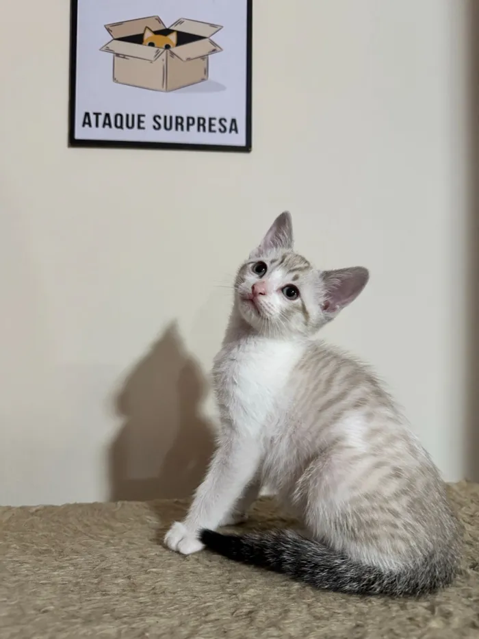 Gato raça SRD-ViraLata idade 2 a 6 meses nome João