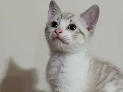 Gato raça SRD-ViraLata idade 2 a 6 meses nome João