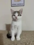 Amora