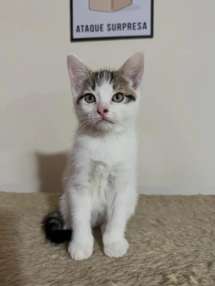 Gato raça SRD-ViraLata idade 2 a 6 meses nome Amora