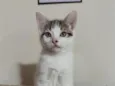 Amora