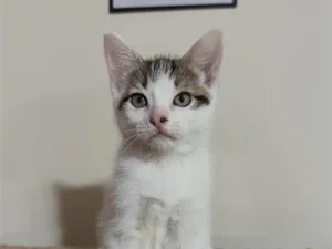 Gato raça SRD-ViraLata idade 2 a 6 meses nome Amora