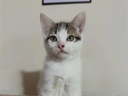 Gato raça SRD-ViraLata idade 2 a 6 meses nome Amora