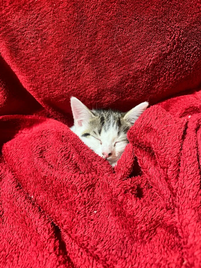 Gato raça SRD-ViraLata idade 2 a 6 meses nome Amora