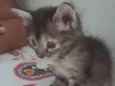 rajadinha