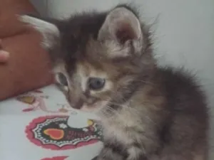 Gato raça SRD-ViraLata idade 2 a 6 meses nome rajadinha