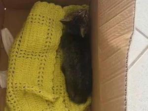 Gato raça SRD-ViraLata idade Abaixo de 2 meses nome Gato 