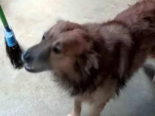Cachorro raça SRD-ViraLata idade 4 anos nome branquinho e black