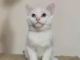 ISABEL