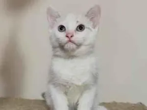 Gato raça SRD-ViraLata idade 2 a 6 meses nome ISABEL