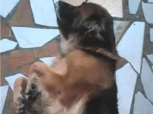 Cachorro raça SRD-ViraLata idade 6 ou mais anos nome Lumma e Hakira