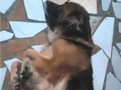 Cachorro raça SRD-ViraLata idade 6 ou mais anos nome Lumma e Hakira