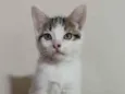 Amora