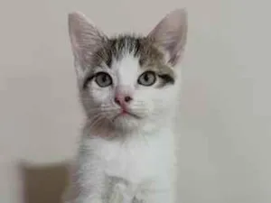 Gato raça SRD-ViraLata idade 2 a 6 meses nome Amora